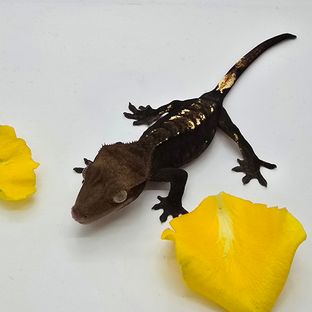 챠콜 플레임