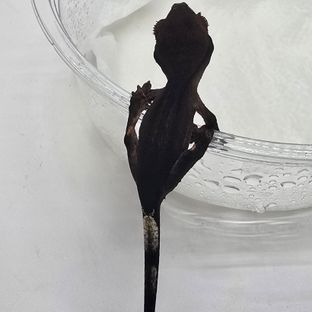 챠콜 팬텀 슈퍼스트라이프