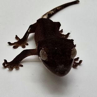 챠콜