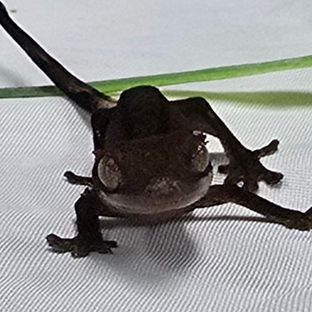 블랙 챠콜