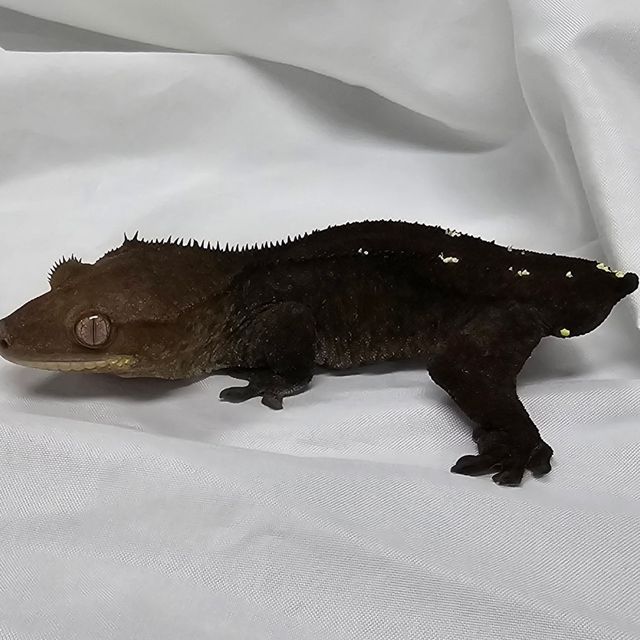아잔틱