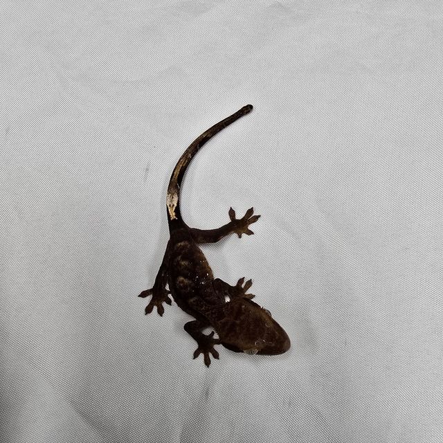 블랙 타이거