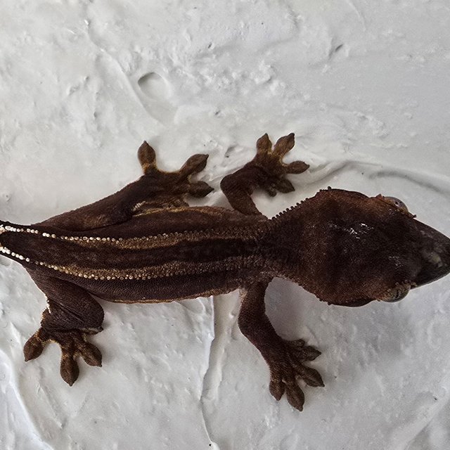 다크 슈퍼스트라이프