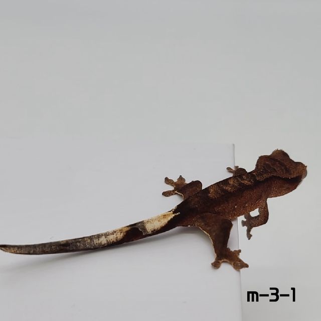챠콜
