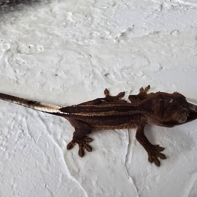 다크 슈퍼스트라이프