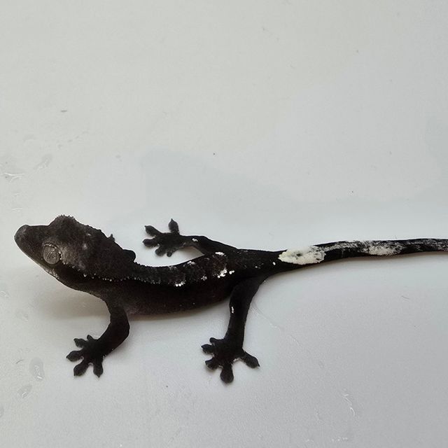 아잔틱