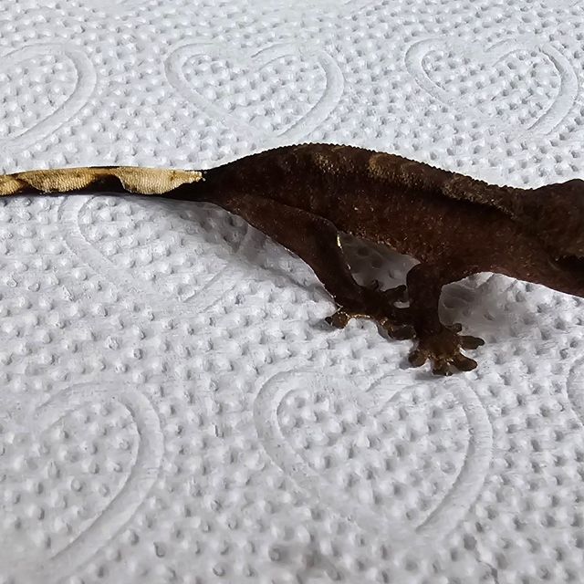 다크 챠콜