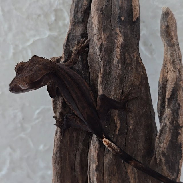 챠콜 팬텀 슈퍼스트라이프