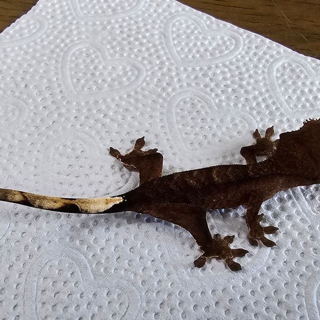 챠콜