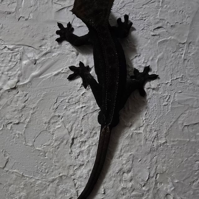 챠콜 팬텀 슈퍼스트라이프