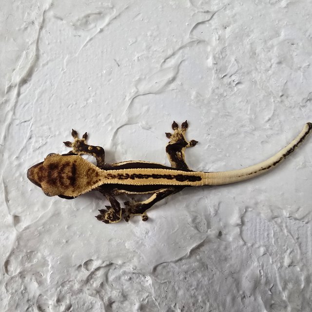 슈퍼스트라이프