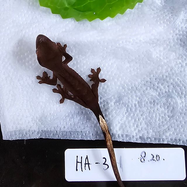 챠콜