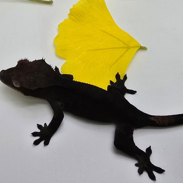 알티 챠콜