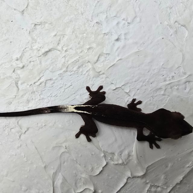 챠콜 팬텀 슈퍼스트라이프