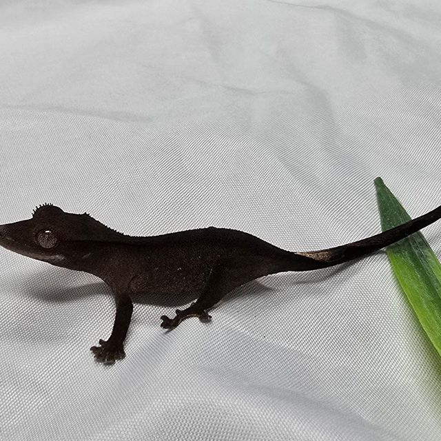 블랙 챠콜