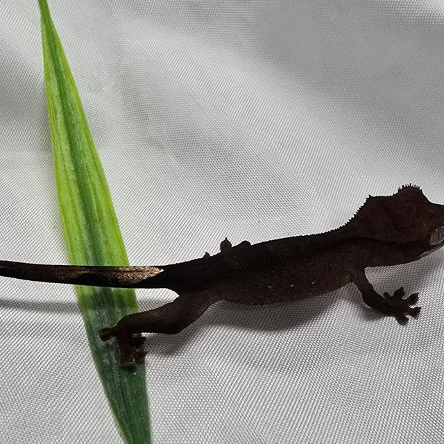 블랙 챠콜
