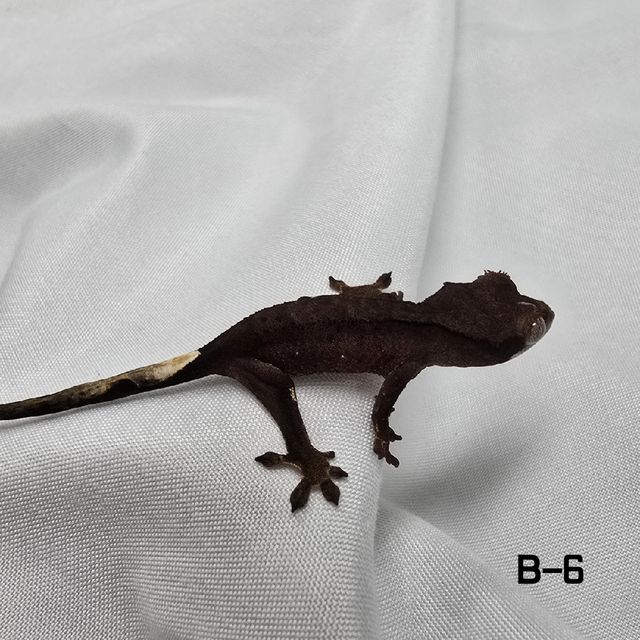 챠콜 다크