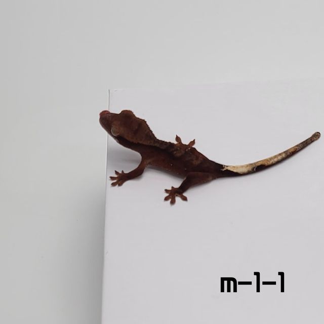 챠콜