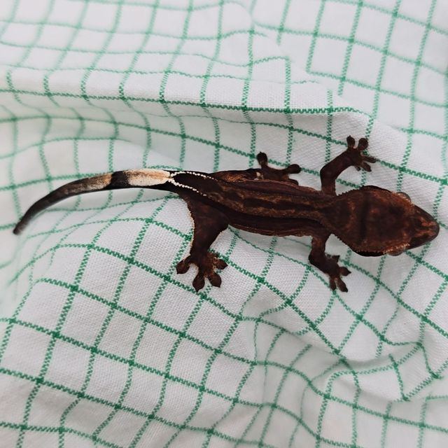 챠콜 팬텀 슈퍼스트라이프