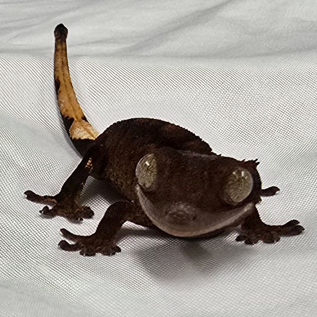 알티 챠콜
