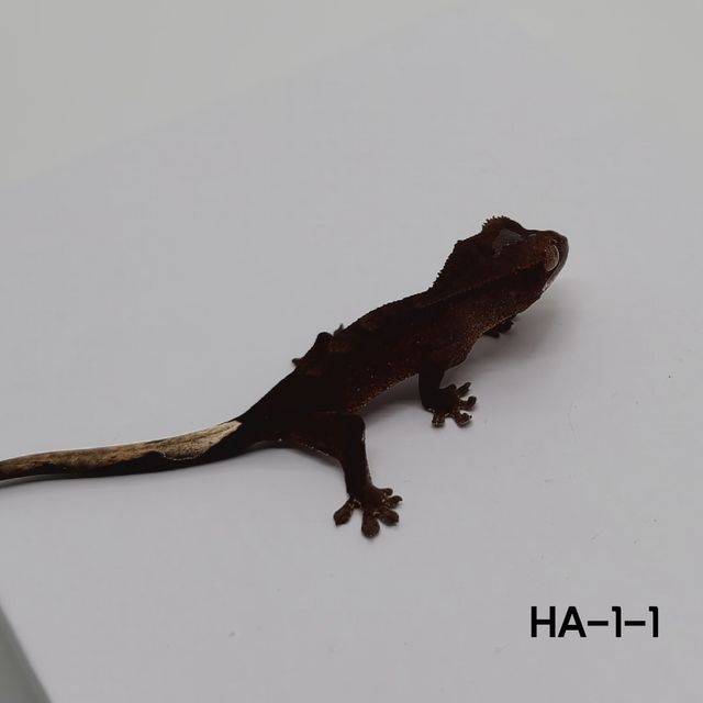챠콜