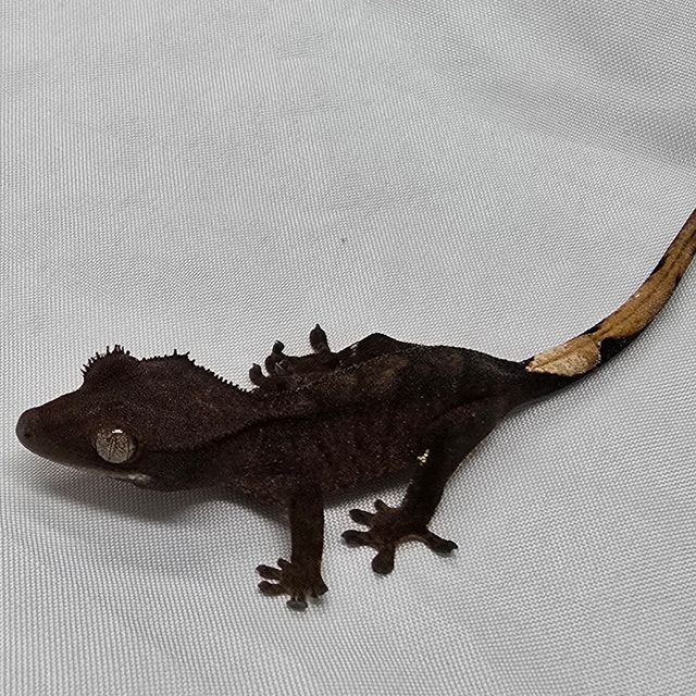 알티 챠콜