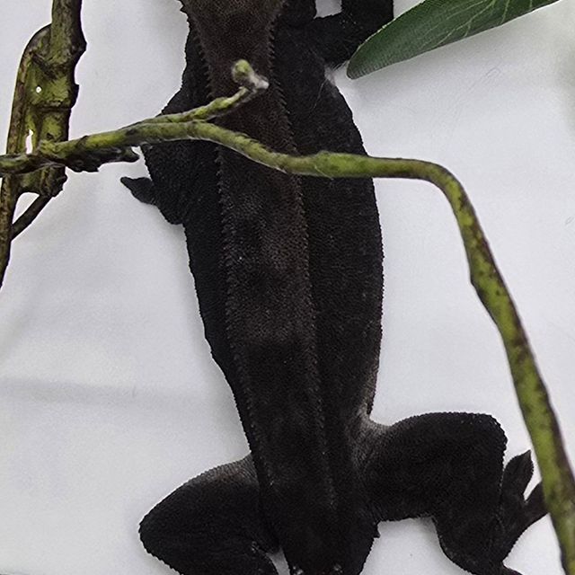 챠콜 팬텀 카푸치노