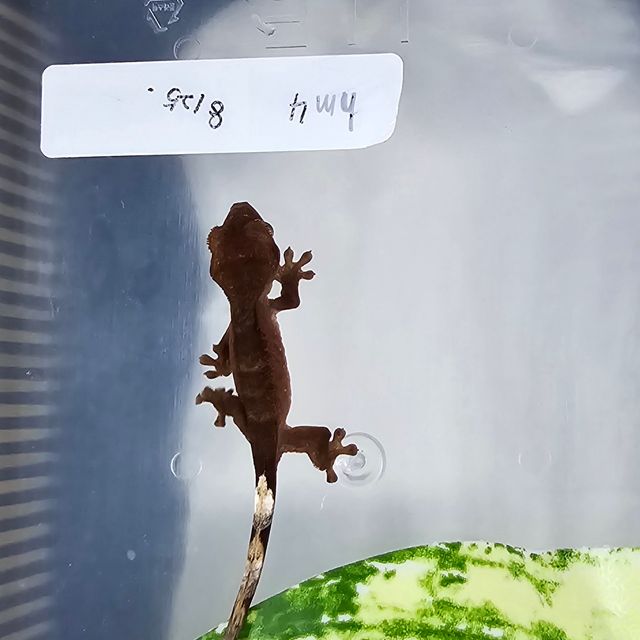 챠콜 블랙