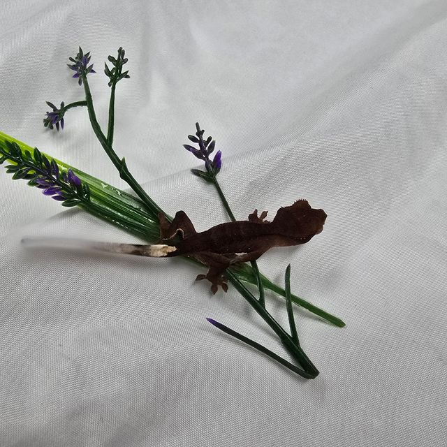 챠콜 다크