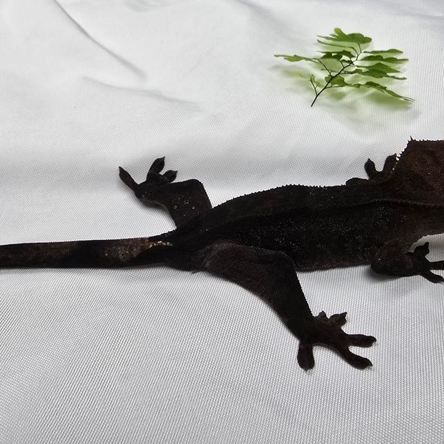 챠콜
