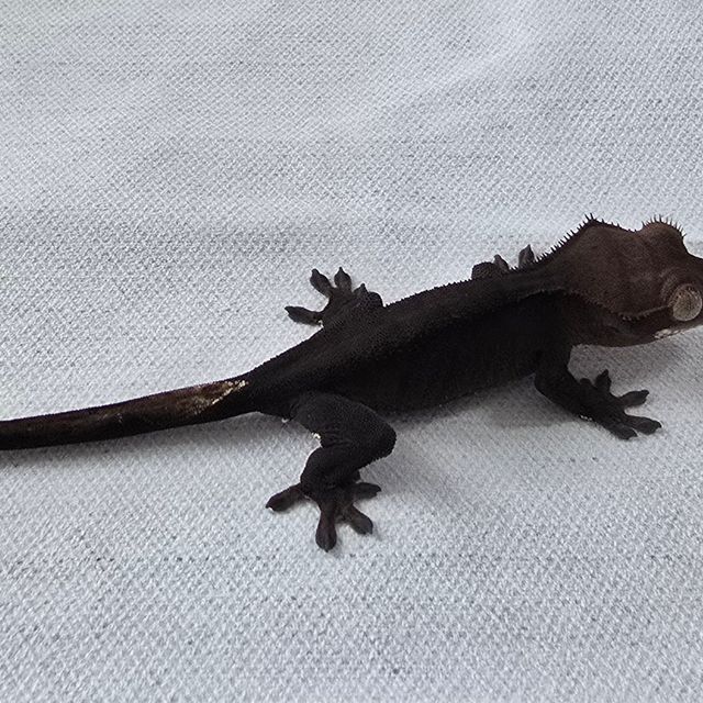 알티 챠콜