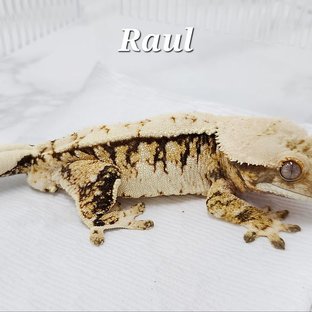 라울