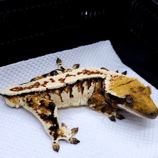 라캔