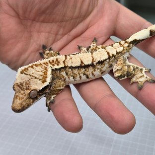 테오x호이