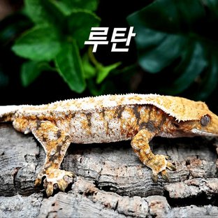 루탄