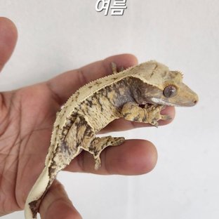 여름