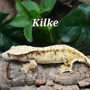 키르케