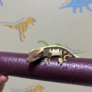 세이블