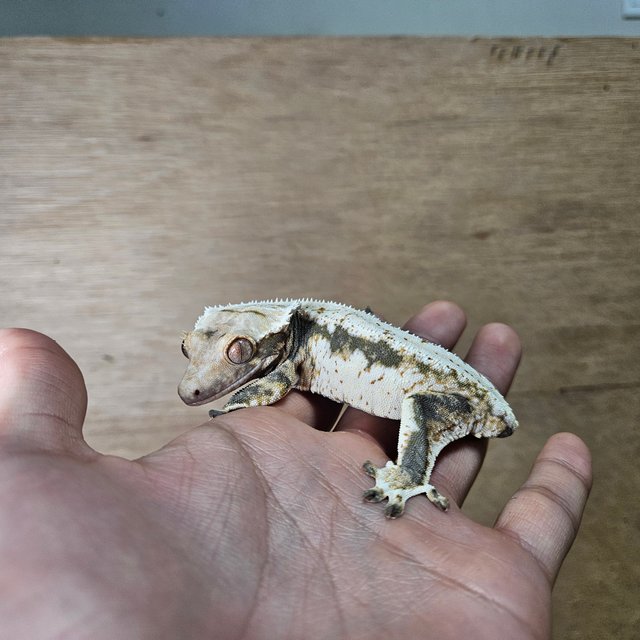 릴리100%헷아잔틱