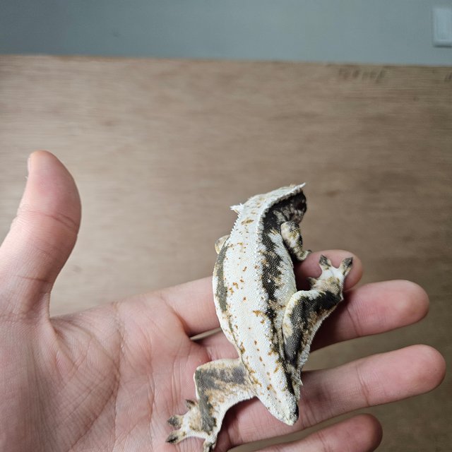 릴리100%헷아잔틱