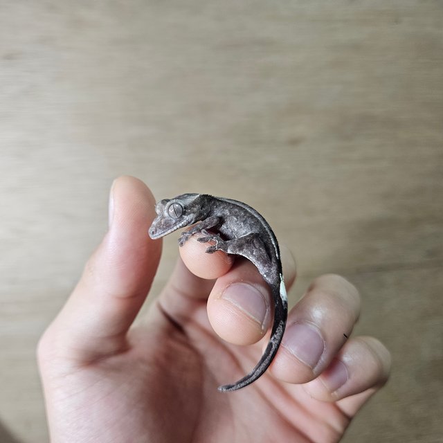 아잔틱 카푸치노