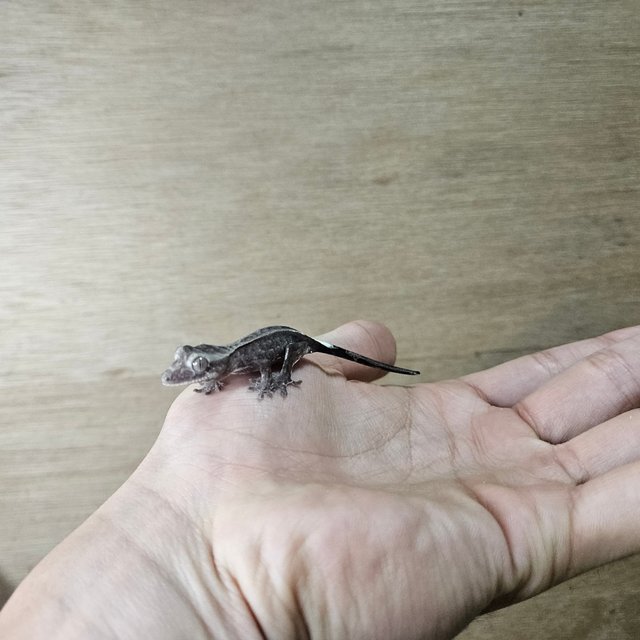 아잔틱 카푸치노