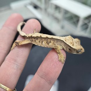 트라이 익스트림할리퀸