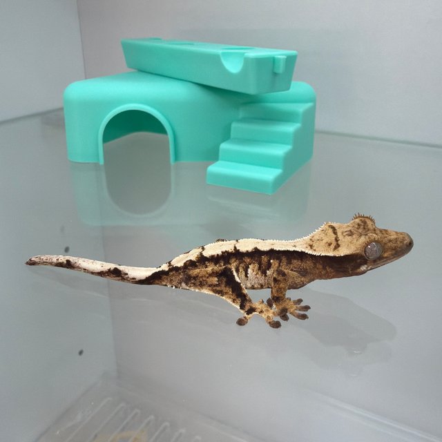 노멀 익스트림할리퀸 트라이