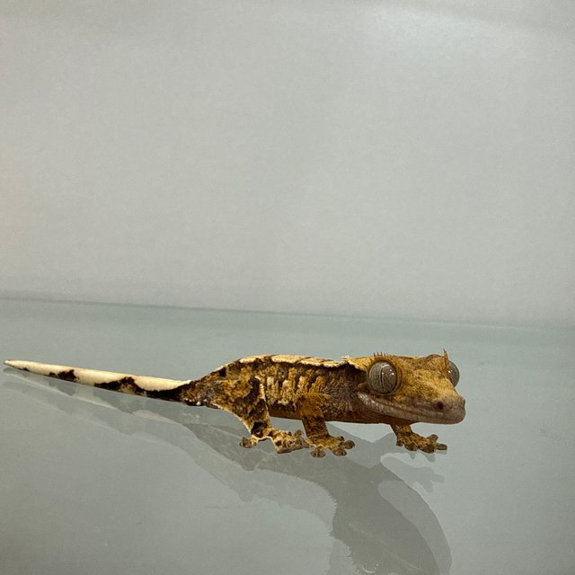 트라이 익스트림할리퀸