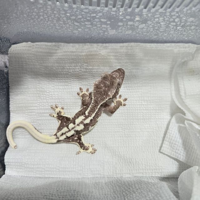 릴잔틱