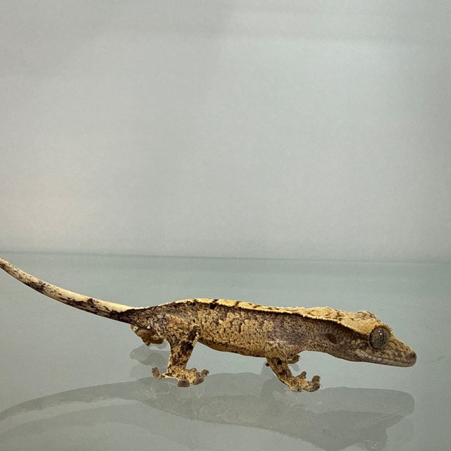 노멀 익스트림할리퀸