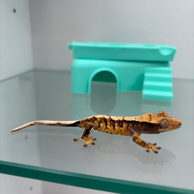 익스트림할리퀸