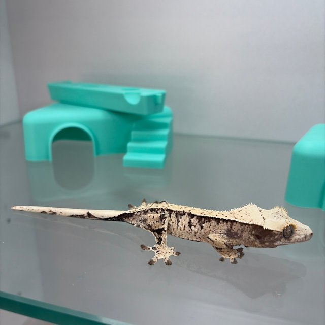 노멀 익스트림할리퀸