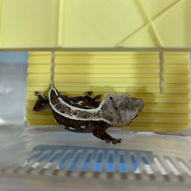 아잔틱